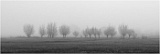 10-Landscape-Trees in the Mist